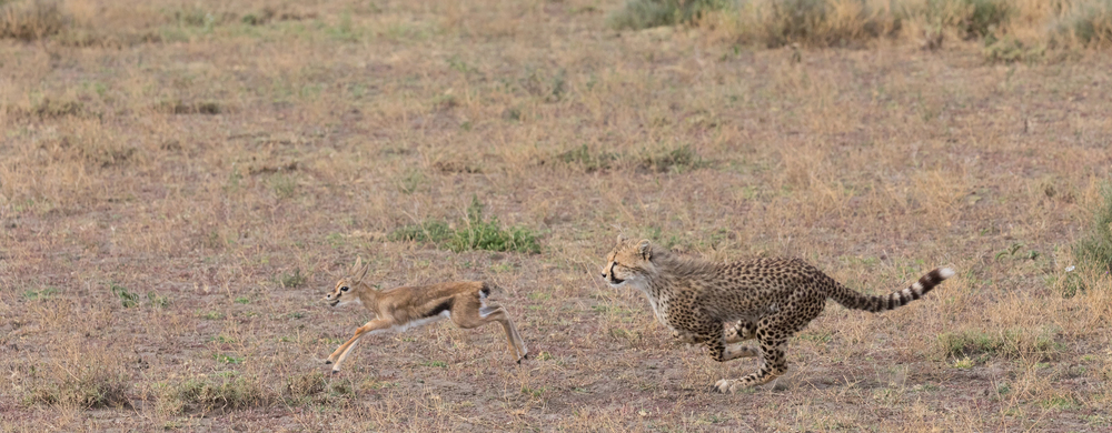 Kurzstrecken-Überführung innerhalb eines Bundeslands